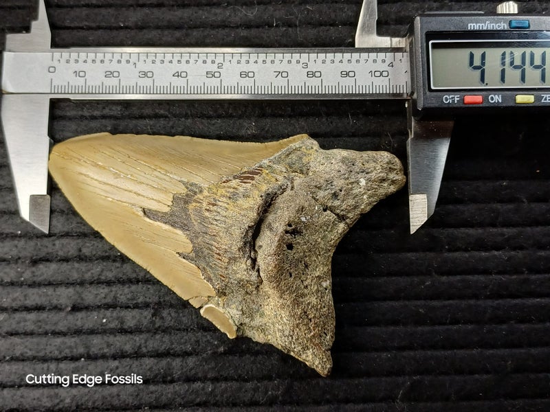 Megalodon Fossil Shark Tooth - 105mm / 4.2" Carousel 8