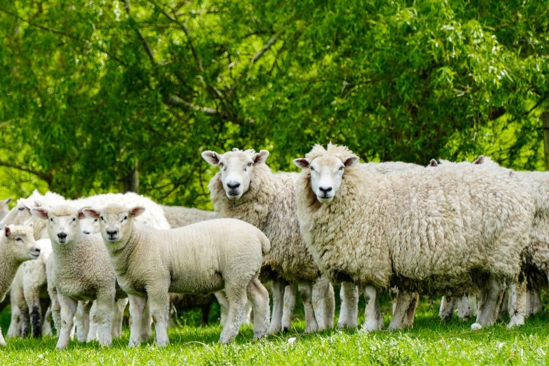 First Farm or Local Addition64439848933506112