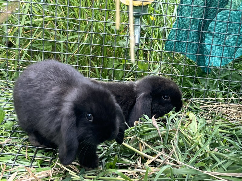 Baby lop eared bunnies Carousel 1