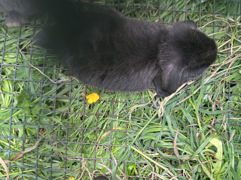 Baby lop eared bunnies Carousel 11
