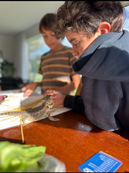 Bearded dragon Carousel 2