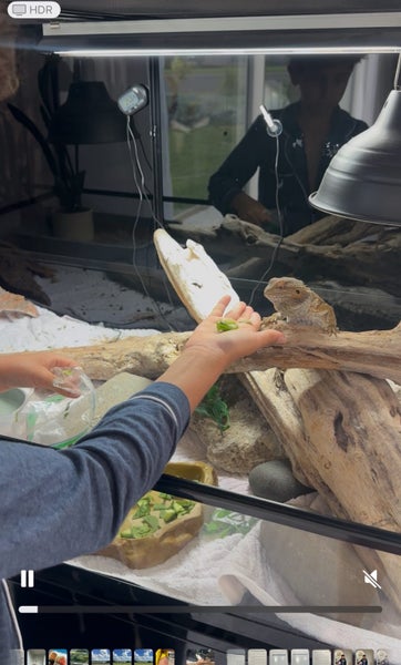 Bearded dragon Carousel 8