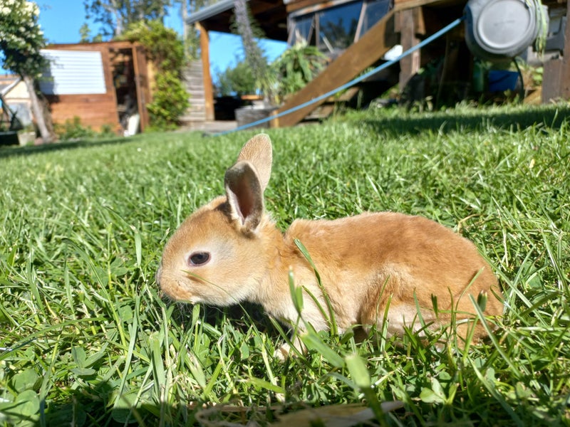 Baby Rex Rabbits Carousel 12