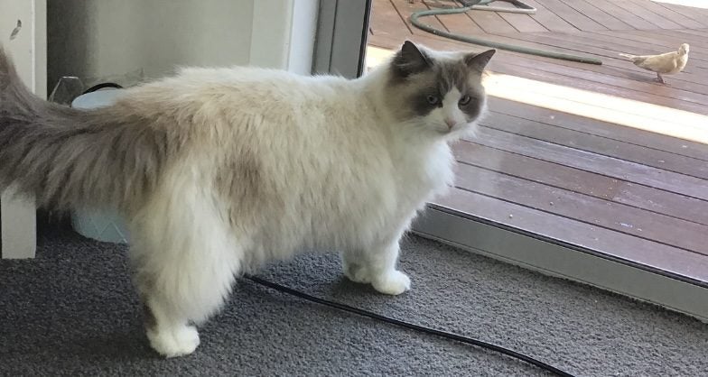 Reward - Lost Ragdoll Female Cat Carousel 4