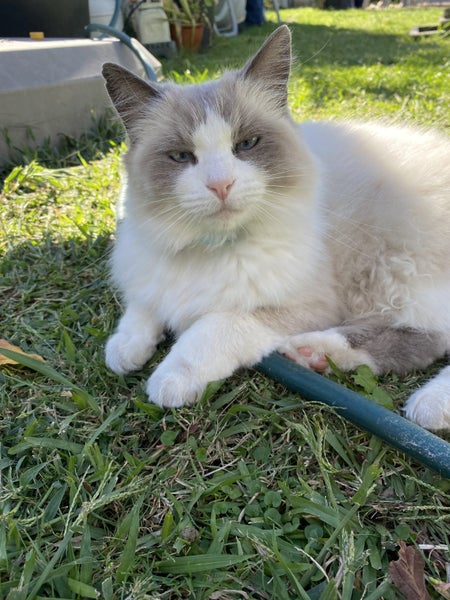 Reward - Lost Ragdoll Female Cat Carousel 1