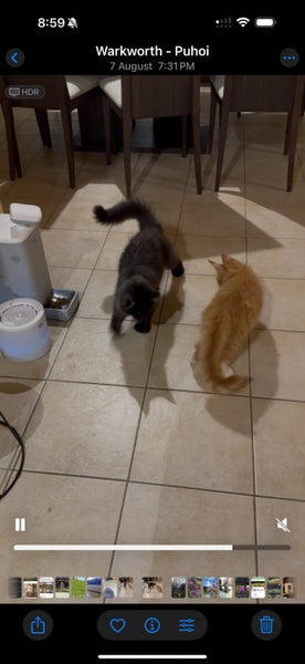 Cat smart feeder and sitter64442206062338114