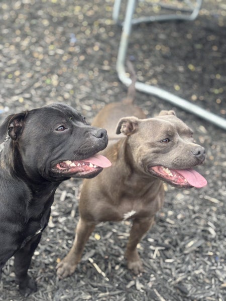 Rocky and Kaia - English Staffys Carousel 1