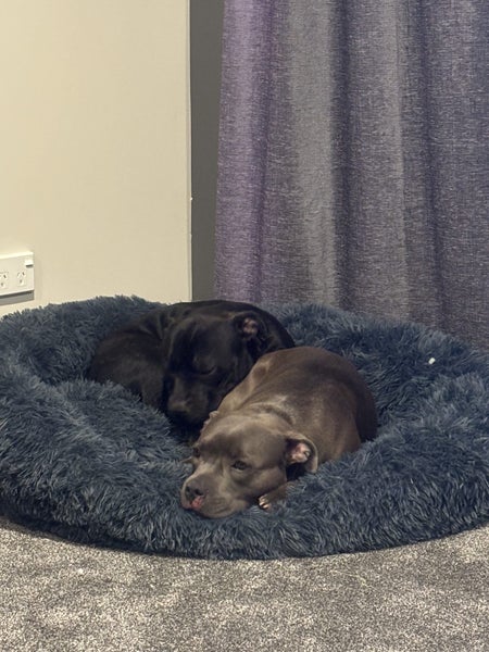 Rocky and Kaia - English Staffys Carousel 2