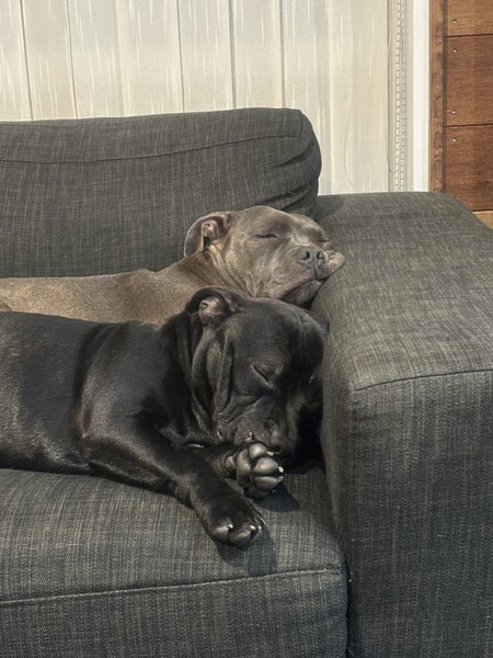 Rocky and Kaia - English Staffys Carousel 13