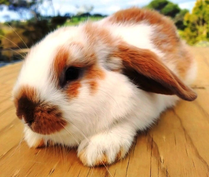 Rabbit - Attractive and Healthy Carousel 2