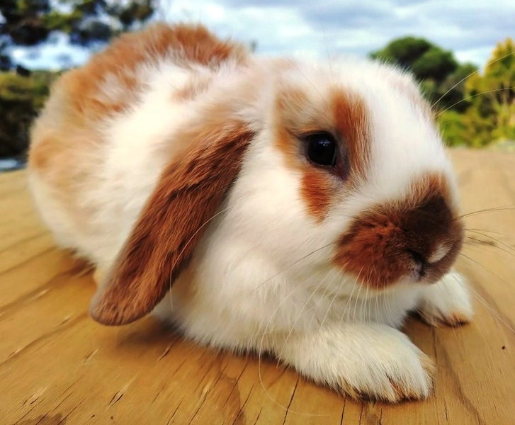 Rabbit - Attractive and Healthy Carousel 1