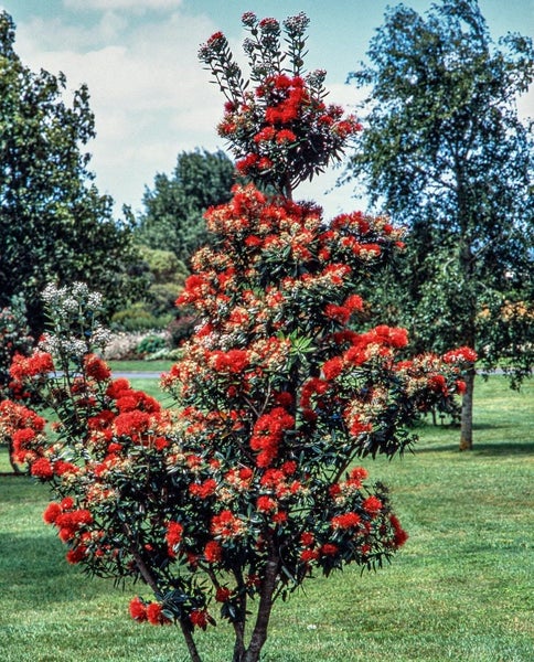 POHUTUKAWA TREE SEEDS : Magnificent evergreen NZ native tree. 50 seeds. Carousel 2