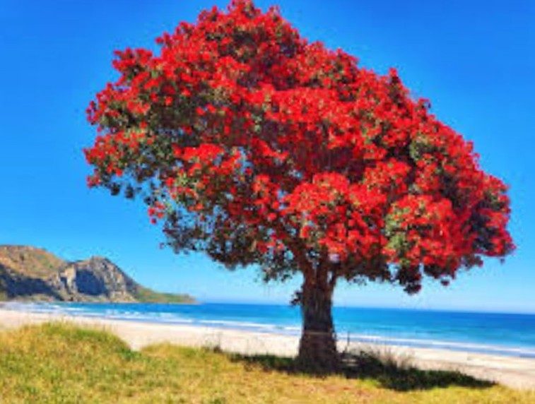 POHUTUKAWA TREE SEEDS : Magnificent evergreen NZ native tree. 50 seeds. Carousel 6