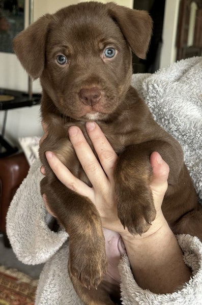 Puppy “Enzo” Carousel 1