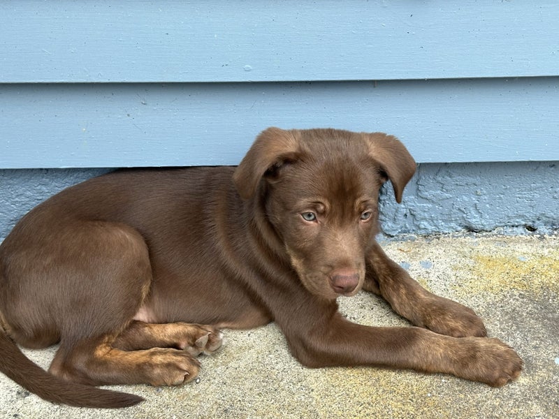 Puppy “Enzo” Carousel 4
