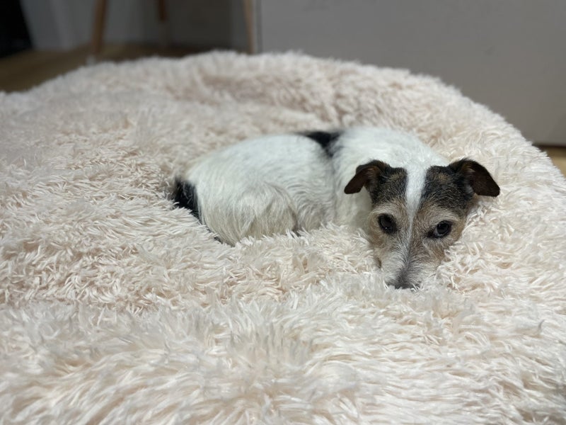 Sweet little Poppy Carousel 3