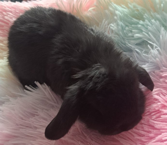 Beautiful purebred mini lop kits Carousel 4