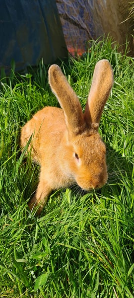 Flemish Giant Bucks Available Carousel 2