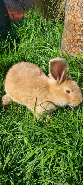 Flemish Giant Bucks Available Carousel 3