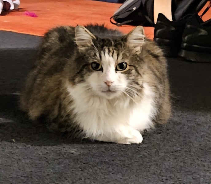 Roger is missing Carousel 1