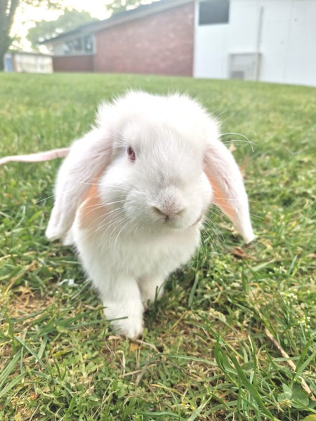Adorable minilop baby bunnies for sale Carousel 1