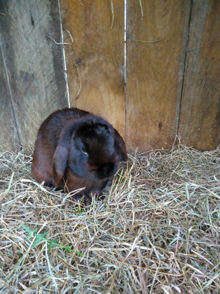 Mini Lop rabbit kittens Carousel 6