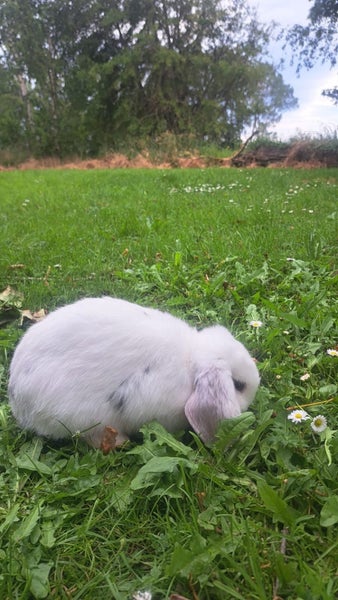 Mini Lop rabbit kittens Carousel 2