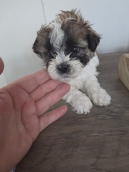 X4 fluff balls (males only) dad shih tzu, mum maltese/bichon64453194169986110