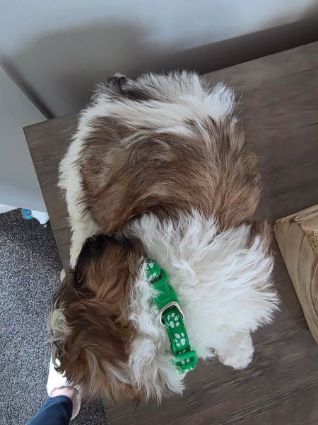 X4 fluff balls (males only) dad shih tzu, mum maltese/bichon64453194169986111