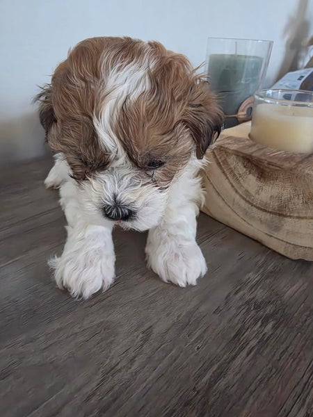 X4 fluff balls (males only) dad shih tzu, mum maltese/bichon64453194169986112