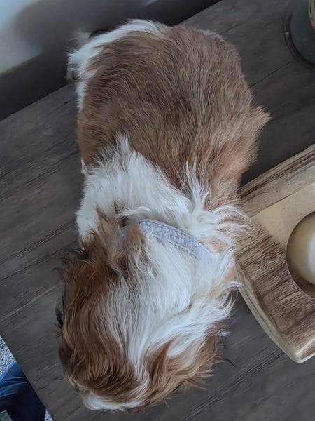 X4 fluff balls (males only) dad shih tzu, mum maltese/bichon64453194169986113