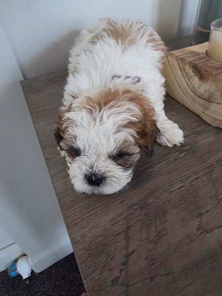 X4 fluff balls (males only) dad shih tzu, mum maltese/bichon64453194169986114