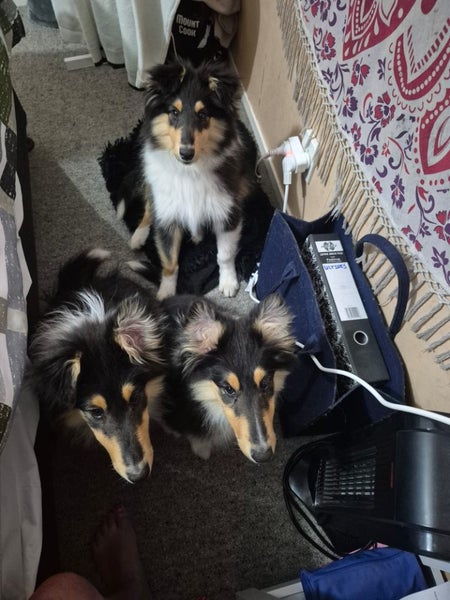 Purebred Rough Collie Carousel 1