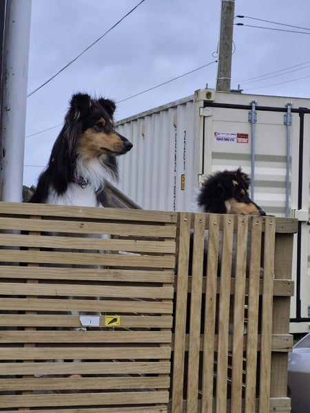 Purebred Rough Collie Carousel 2