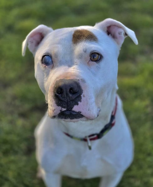 Patch - Waipa Animal Control Carousel 1