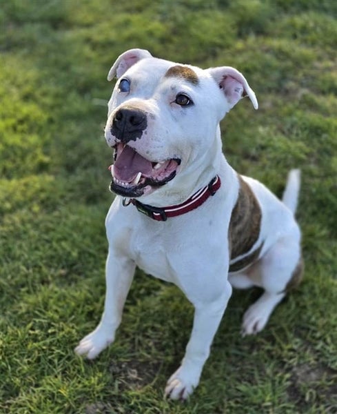 Patch - Waipa Animal Control Carousel 2