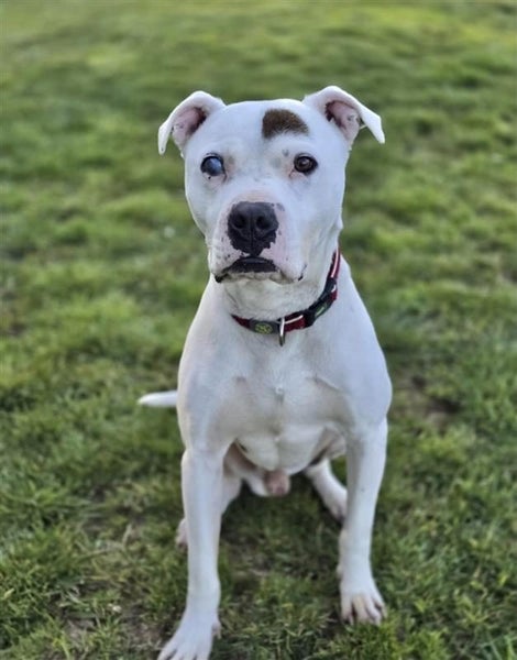 Patch - Waipa Animal Control Carousel 3