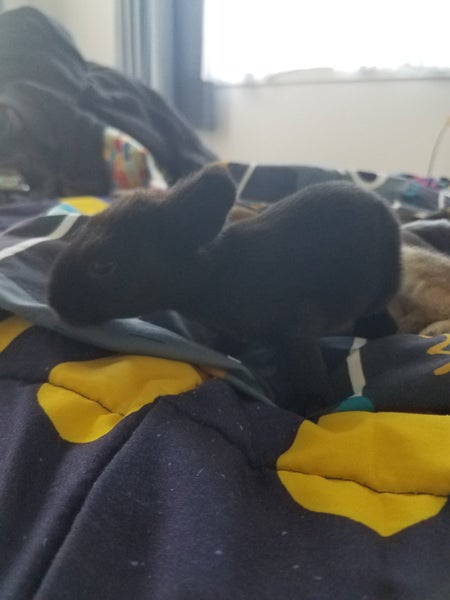 Baby rabbits Carousel 1