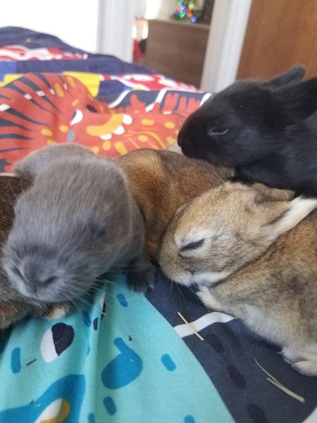 Baby rabbits Carousel 2