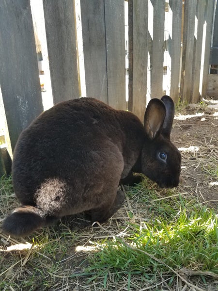 Baby rabbits Carousel 20