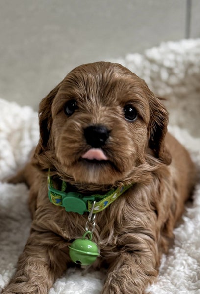 Stunning first generation toy cavoodle puppies64461710981505114