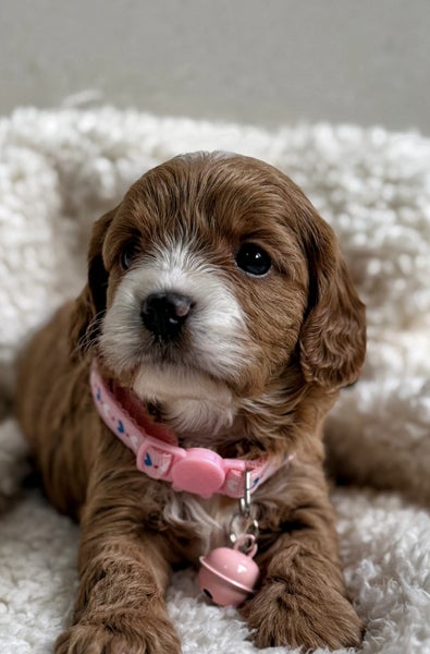 Stunning first generation toy cavoodle puppies64461710981505113
