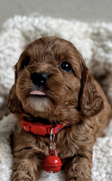 Stunning first generation toy cavoodle puppies64461710981505111