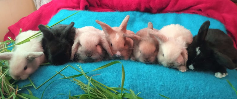 Purebred Baby Minilop Rabbits - ready for Xmas Carousel 1
