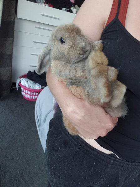 Mini Lop Fawn Rabbit needing a new home Carousel 1