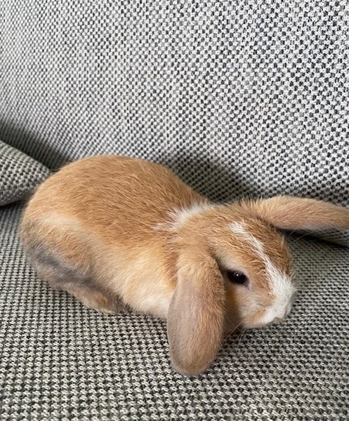 Mini Lop Bunnys Carousel 1