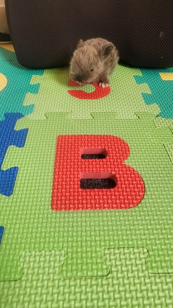 Netherland Dwarf bunny Carousel 1