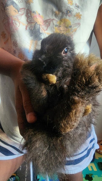 Netherland Dwarf bunny Carousel 2