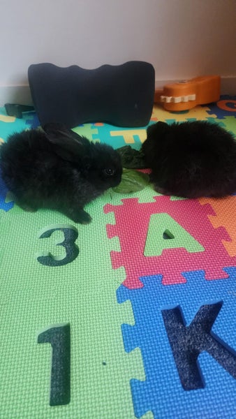 Netherland Dwarf bunny Carousel 9