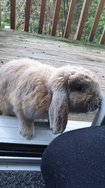 Mini Lop Fawn Rabbit needing a new home Carousel 2